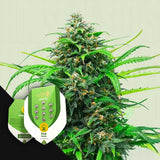 Pink Runtz Auto