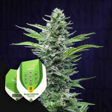 Royal Critical Auto
