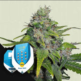 Royal THCV
