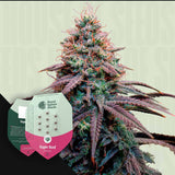 Strawberry Cough