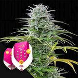 Speedy Chile (Fast Flowering)