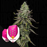 Special Kush 1
