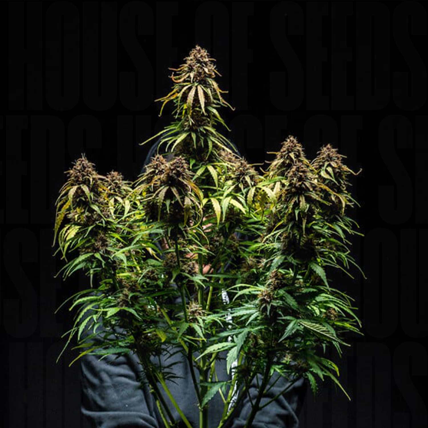 Große, buschige Watermelon AUTO Pflanze voller Knospen vor dunklem Hintergrund, von Royal Queen Seeds