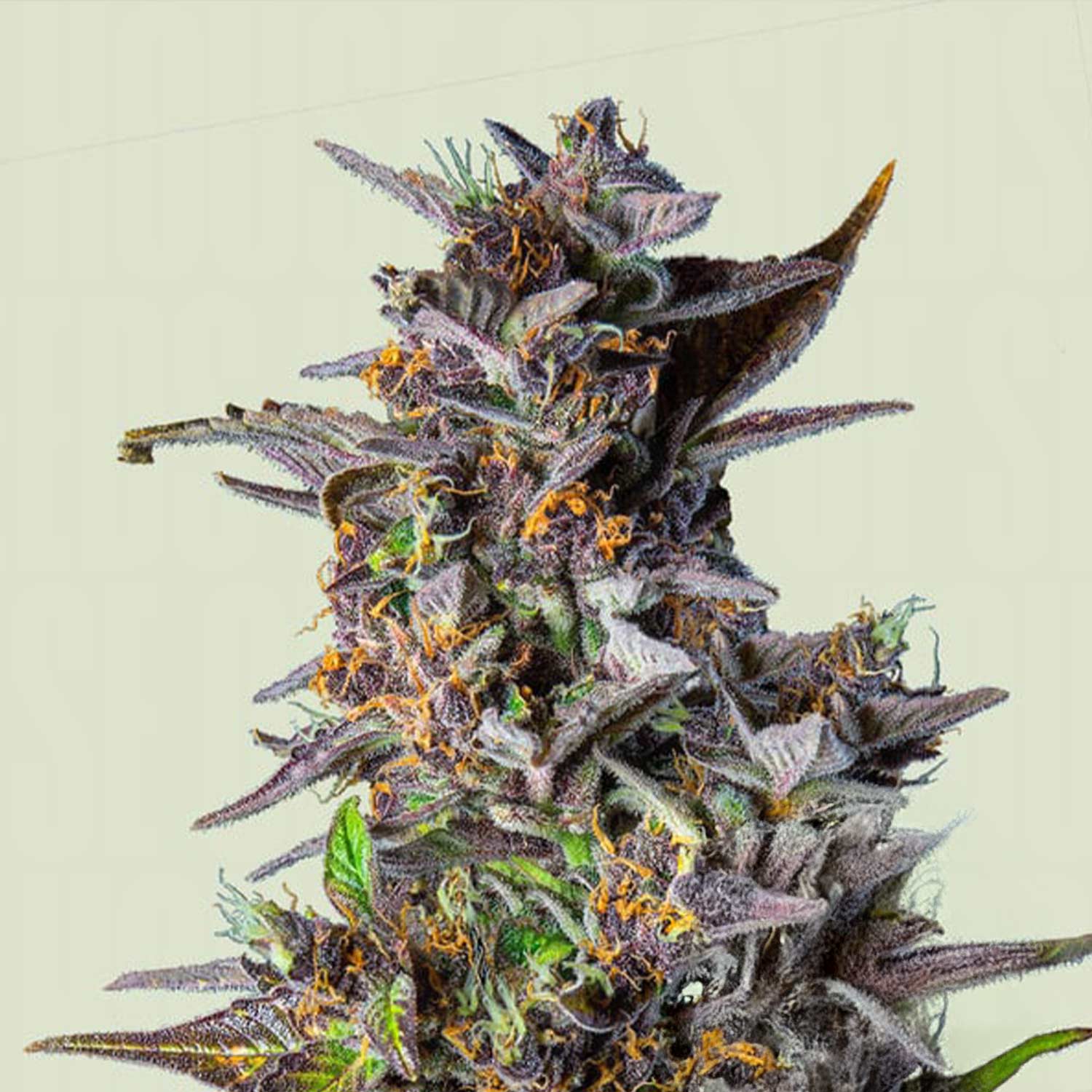 Watermelon AUTO Knospe von Royal Queen Seeds mit lila Tönen, orangen Haaren und Trichomen vor blassem Hintergrund