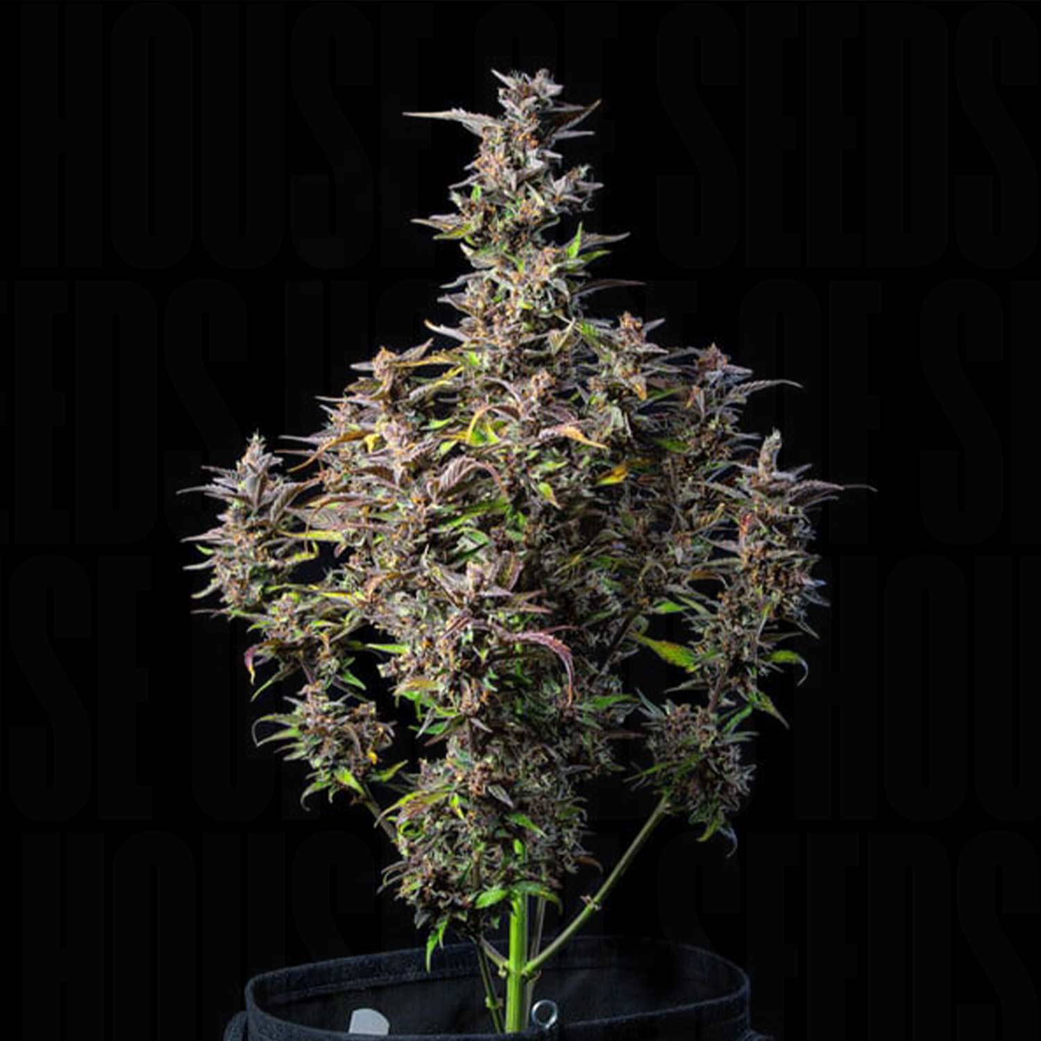 Watermelon AUTO von Royal Queen Seeds mit lila Knospen und grünen Blättern vor dunklem Hintergrund