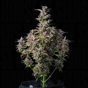 Watermelon AUTO von Royal Queen Seeds mit lila Knospen und grünen Blättern vor dunklem Hintergrund