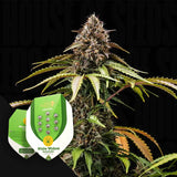 White Widow Autom.