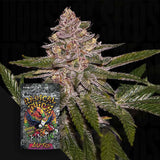 Radical Juice Auto