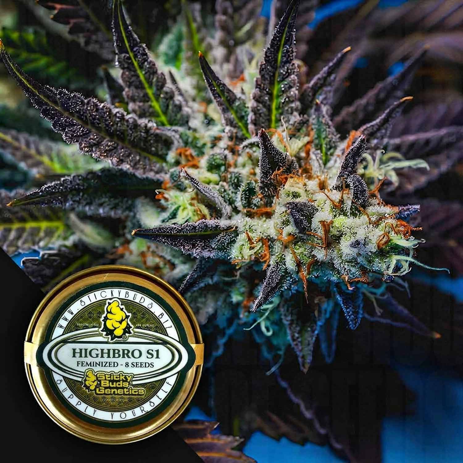 Sticky Buds 