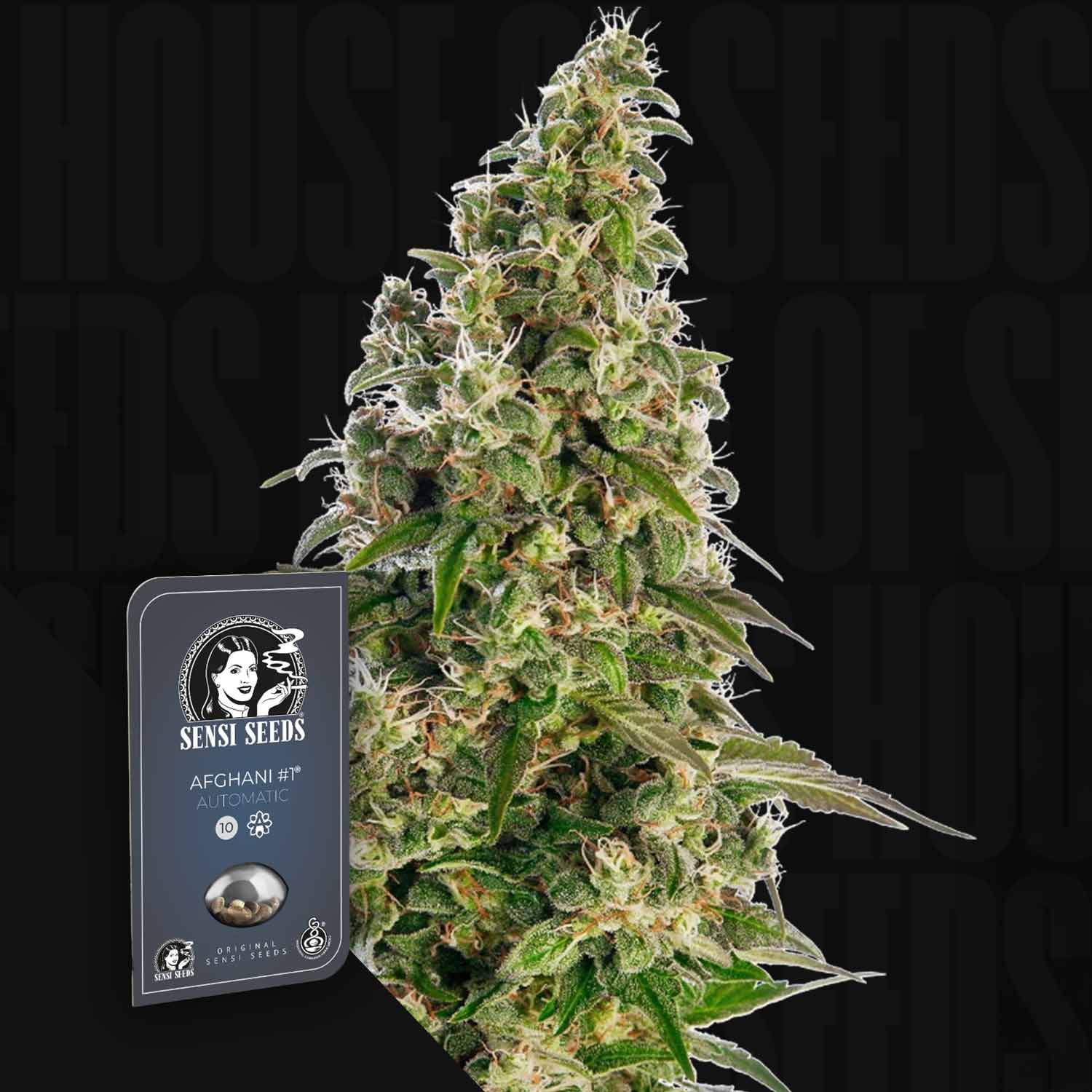 Nahaufnahme von dichten Cannabis-Knospen neben der Sensi Seeds Afghani #1 Auto Samenverpackung.