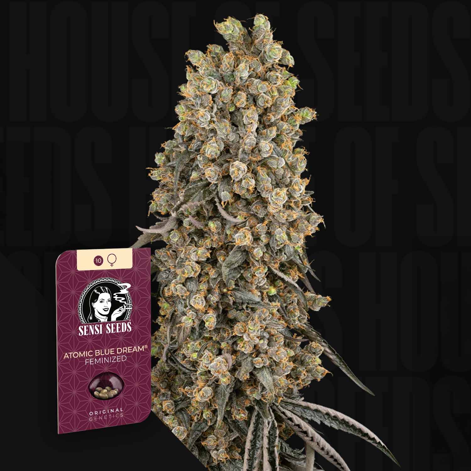 Eine dichte, frostige Cannabis-Pflanze mit einem Atomic Blue Dream by Sensi Seeds feminisierten Samenpaket.