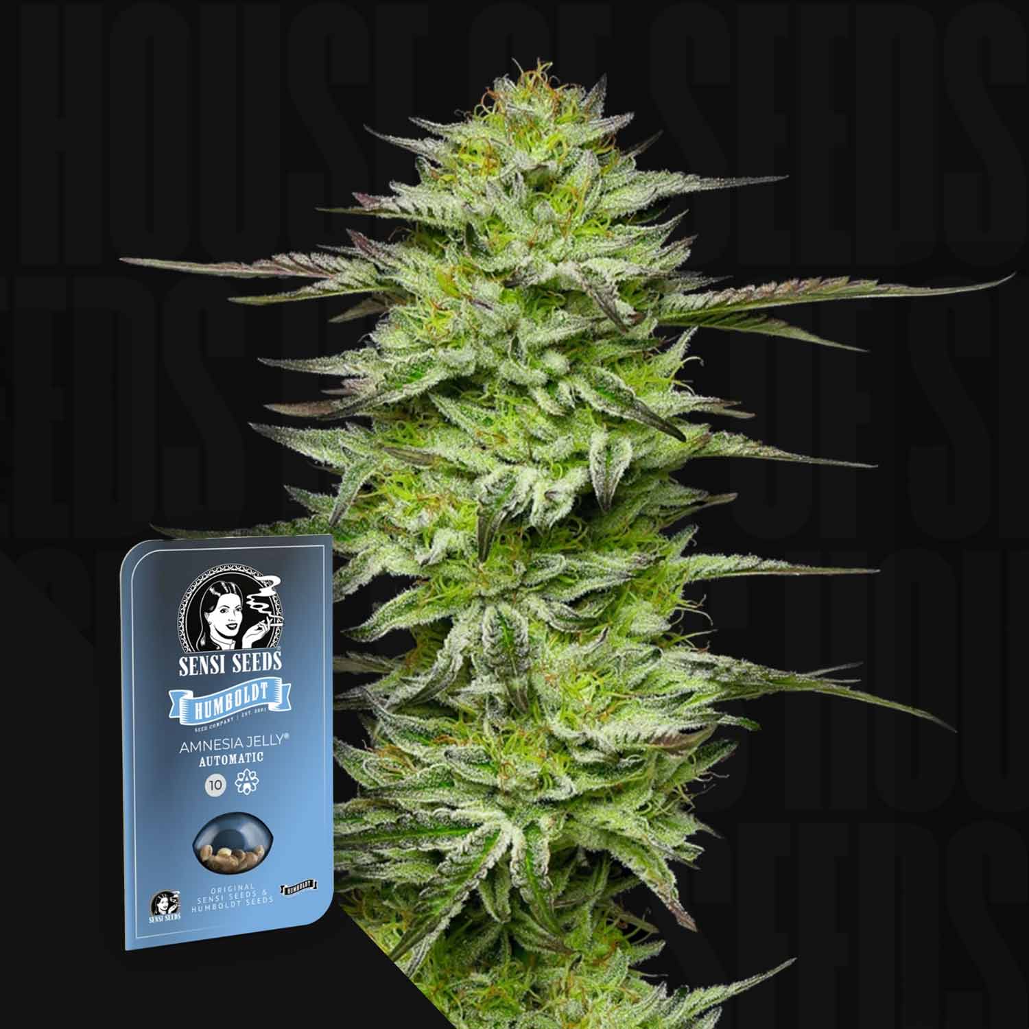 Hohe, dichte Cannabis-Pflanze mit frostigen Knospen neben einem blauen Sensi Seeds Amnesia Jelly Auto Samenpaket.