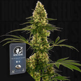 Blue Bullet Auto