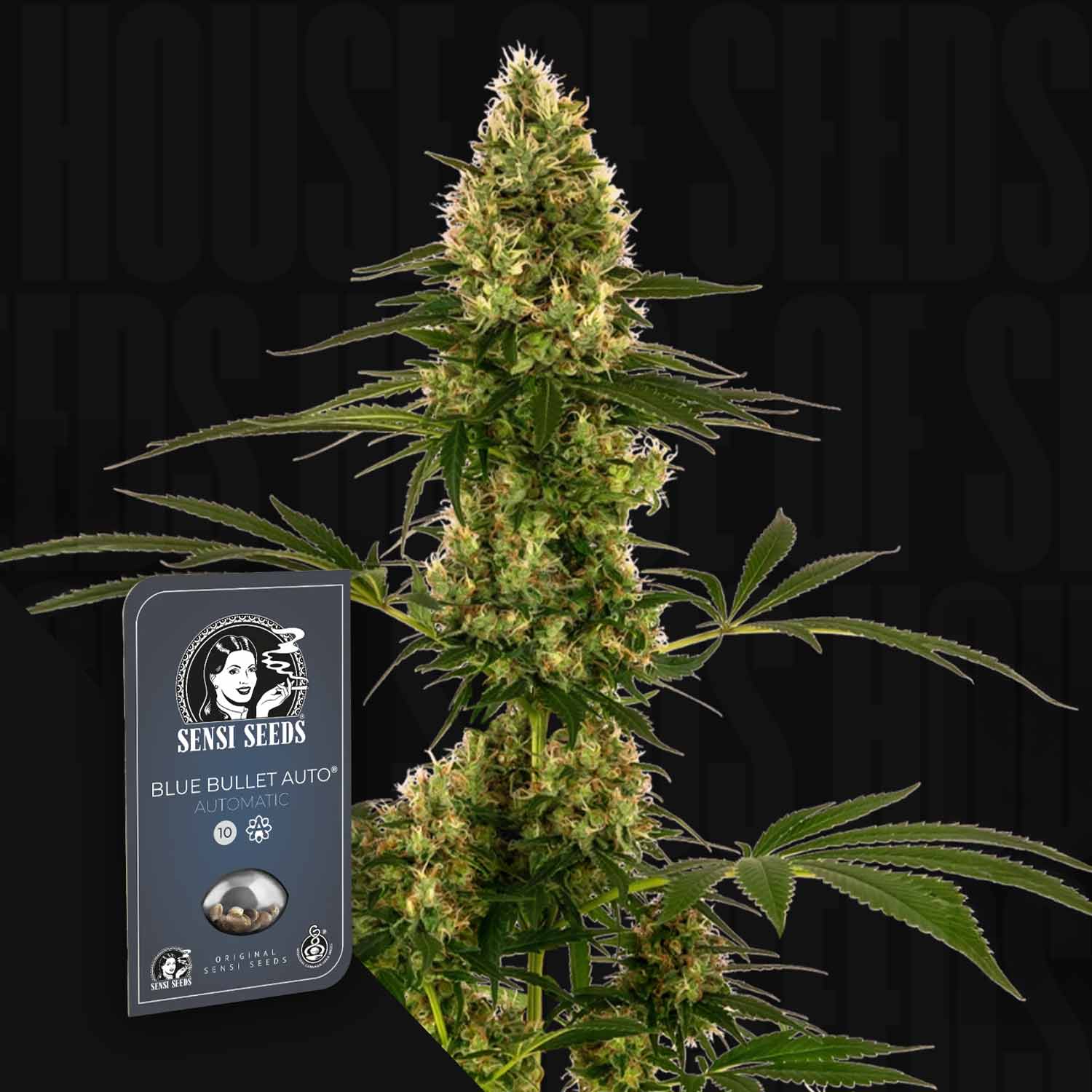 Hohe Cannabis-Pflanze mit dichten Knospen neben der Sensi Seeds Blue Bullet Auto Samenverpackung.