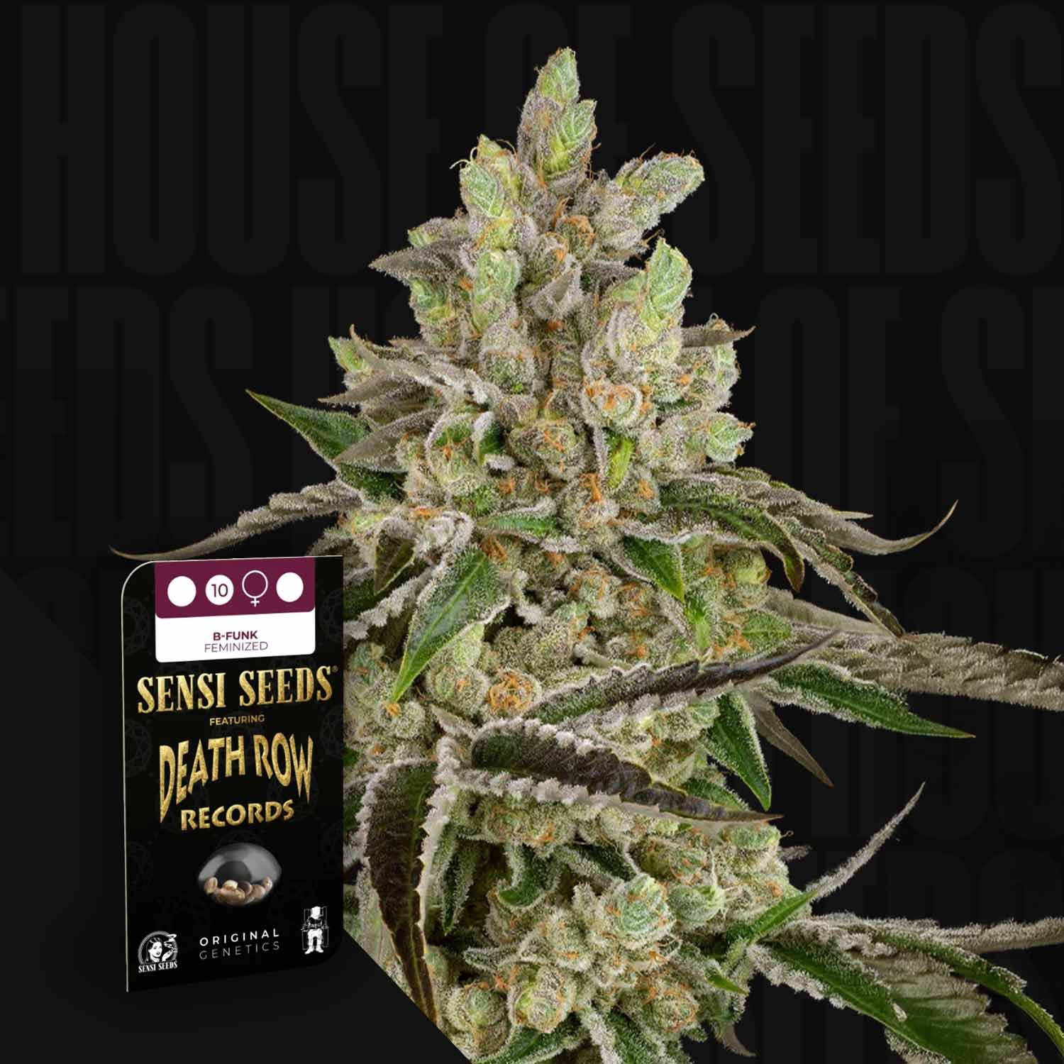 Eine dichte Cannabispflanze neben einem Sensi Seeds B-Funk Samenpaket auf schwarzem Hintergrund.