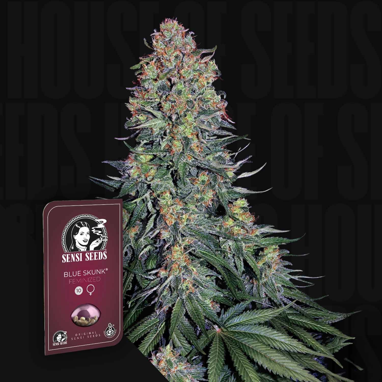 Eine reife Blue Skunk-Pflanze mit dichten Knospen neben der Sensi Seeds-Verpackung auf dunklem Hintergrund.