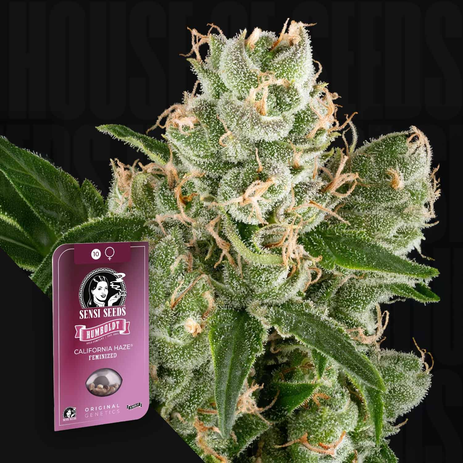 Nahaufnahme einer frostigen Cannabisknospe mit einem Sensi Seeds California Haze Samenpaket in der Ecke.