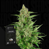 Double Kush Cake Auto