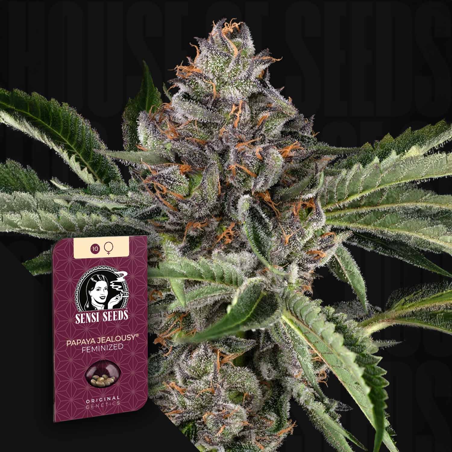 Nahaufnahme einer blühenden Cannabis-Pflanze mit einem Sensi Seeds Papaya Jealousy feminisierten Samenpaket davor.