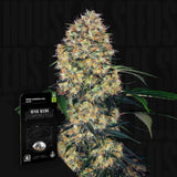 Sensi Amnesia Auto
