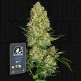 Skunk #1