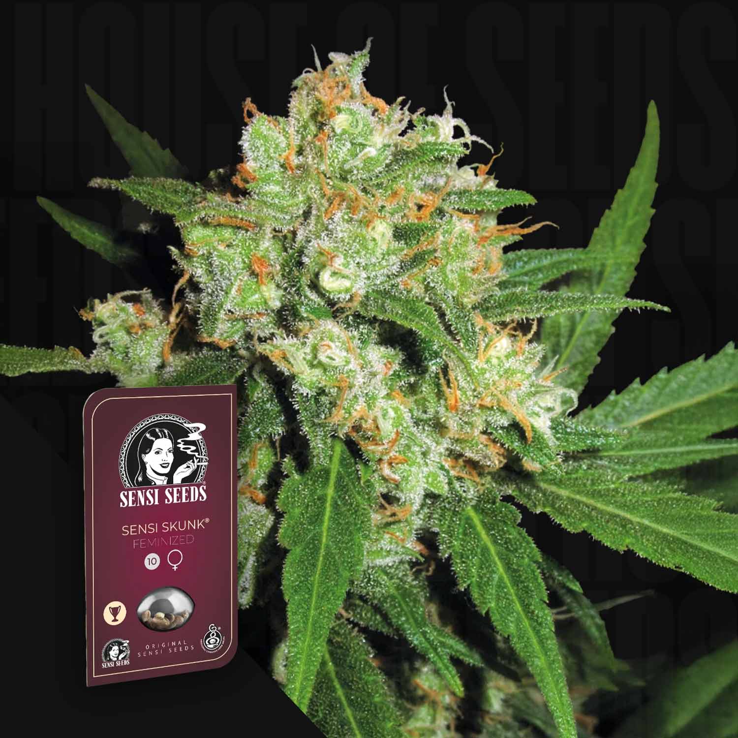 Nahaufnahme einer frostigen Cannabispflanze neben der Verpackung von Skunk #1 by Sensi Seeds.