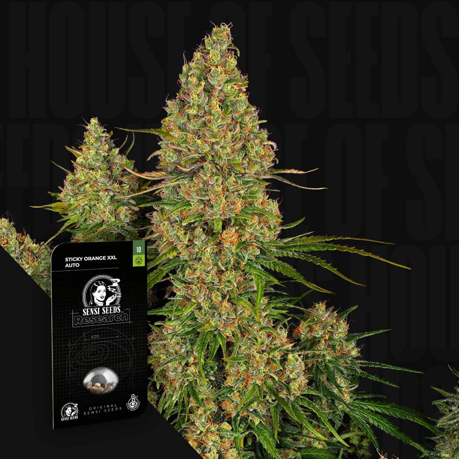 Nahaufnahme der Knospen von Sticky Orange XXL Auto mit einem Sensi Seeds-Paket im Vordergrund.