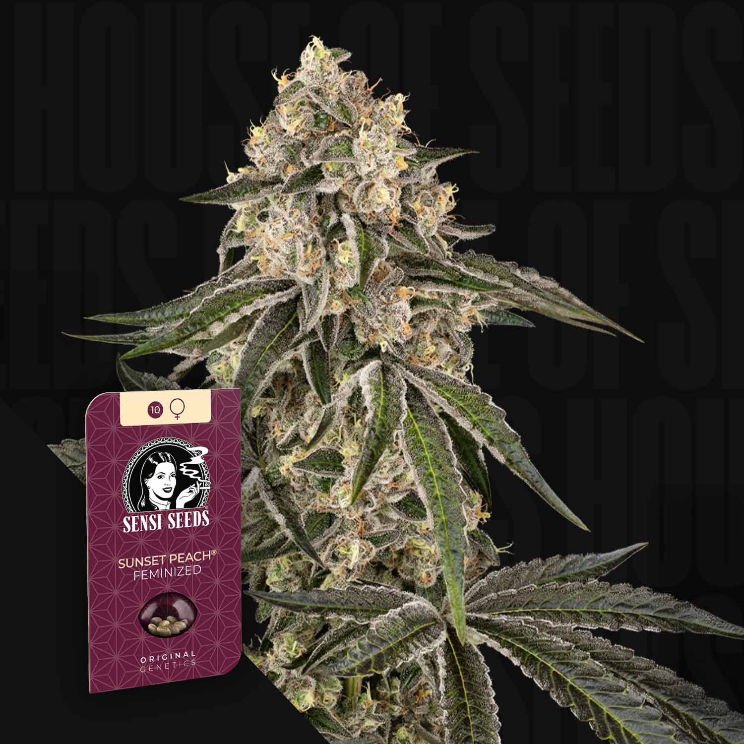 Eine Nahaufnahme einer Cannabispflanze mit einem Sensi Seeds Sunset Peach Samenpaket im Vordergrund.