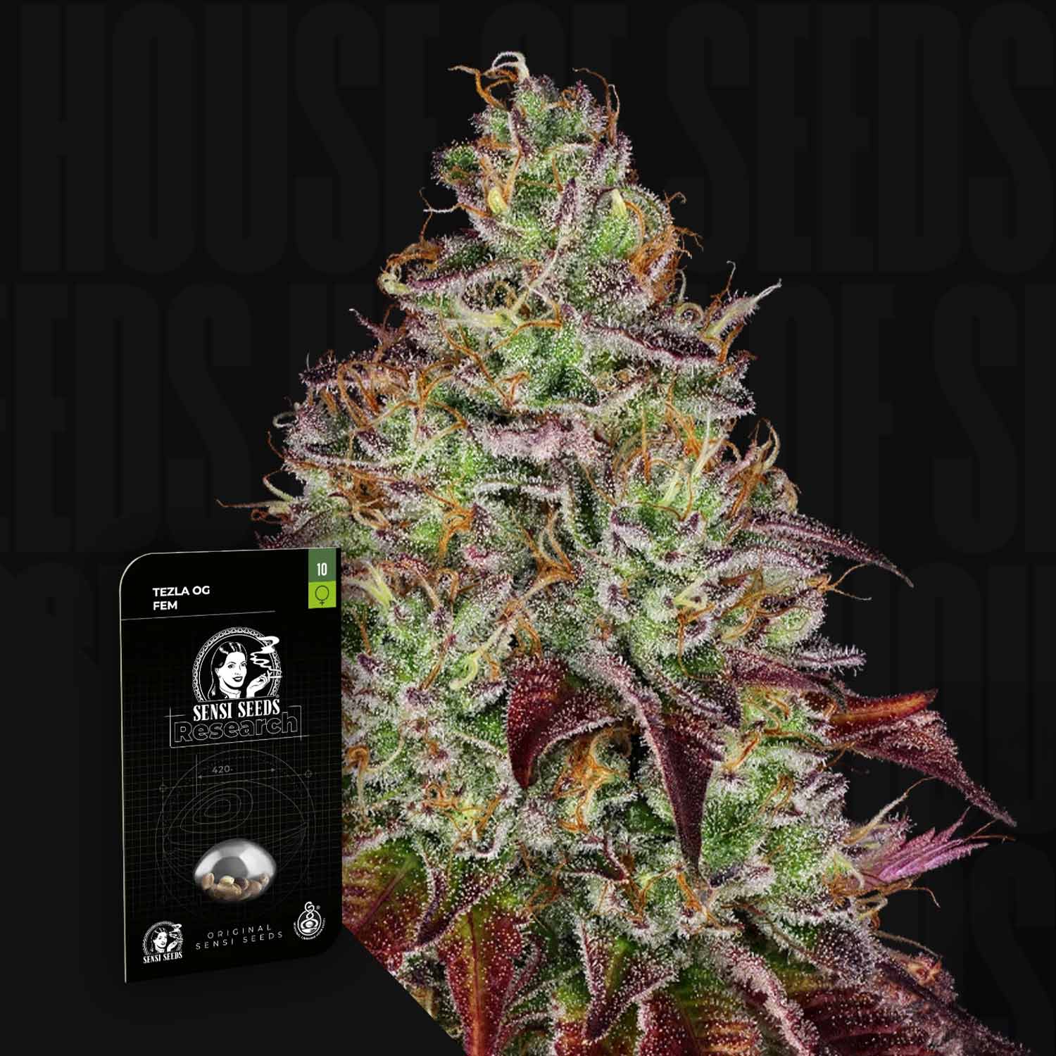 Nahaufnahme einer frostigen, bunten Tezla OG Knospe mit Sensi Seeds Verpackung auf schwarzem Hintergrund.