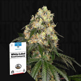White Biscotti OG XXL