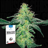 White Skunk