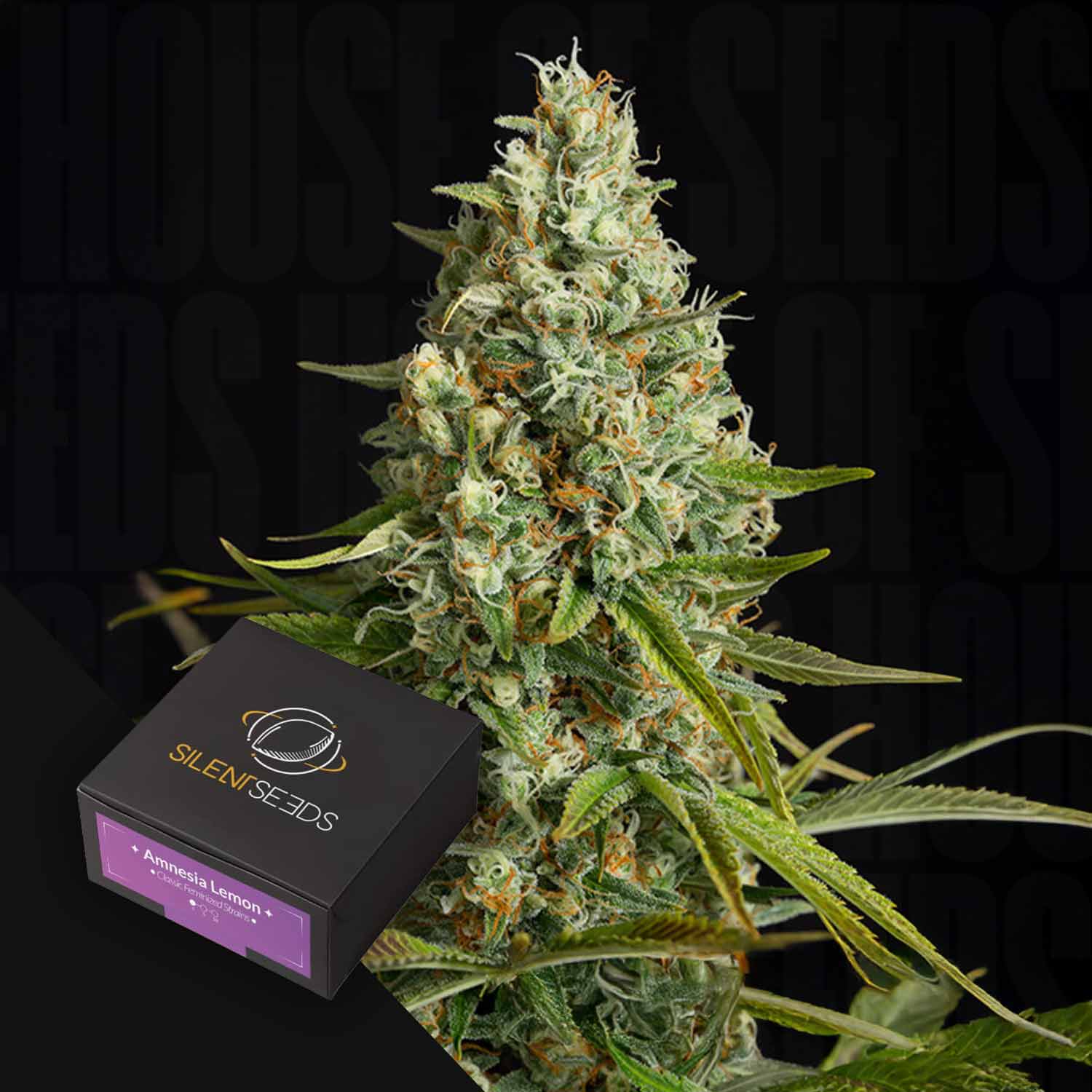 Nahaufnahme von Amnesia Lemon frostigen Knospen neben einer schwarzen Silent Seeds-Box.