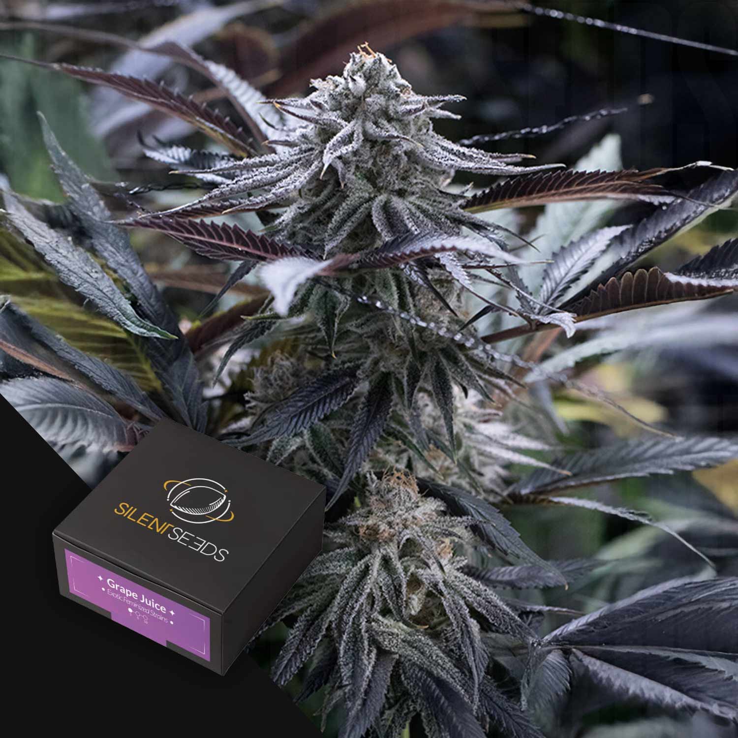 Blühende Cannabis-Pflanze mit violetten Farbtönen neben einer Silent Seeds Grape Juice Samenbox.