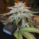 L.A Vanilla Cake AUTO