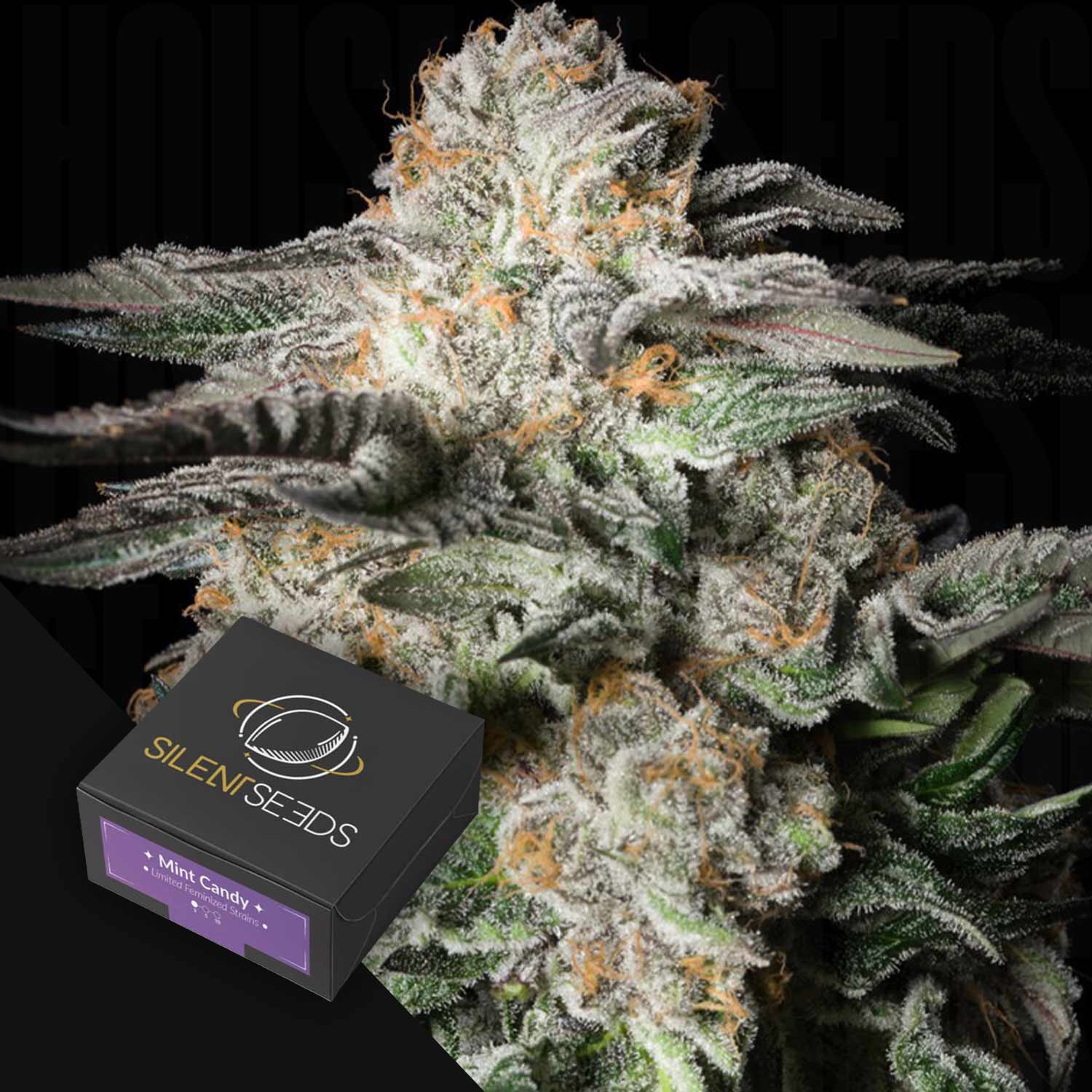 Nahaufnahme einer frostigen Cannabisknospe mit orangefarbenen Haaren und einer Silent Seeds Mint Candy Box in der Nähe.