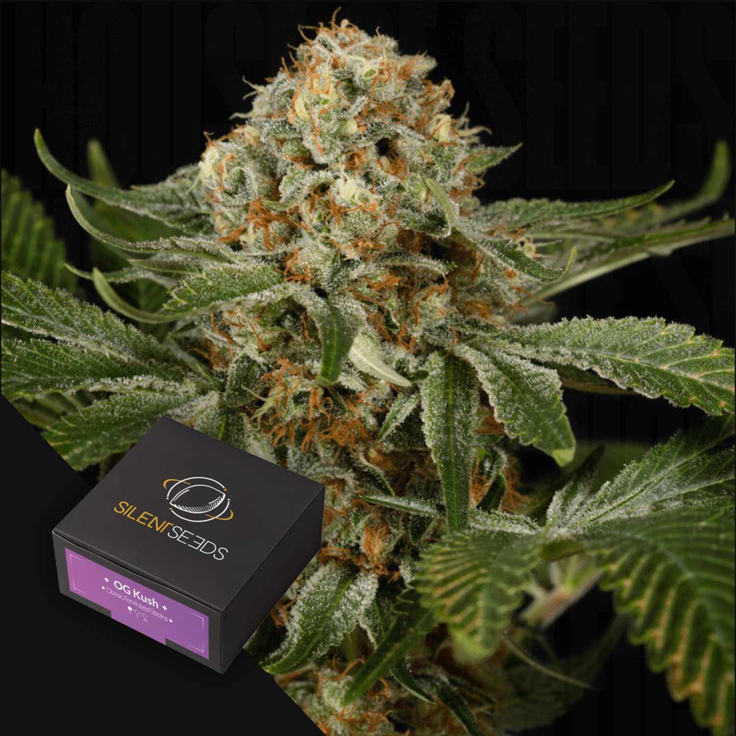 Nahaufnahme einer frostigen Cannabisknospe mit einer Silent Seeds OG Kush Samenbox in der Ecke.