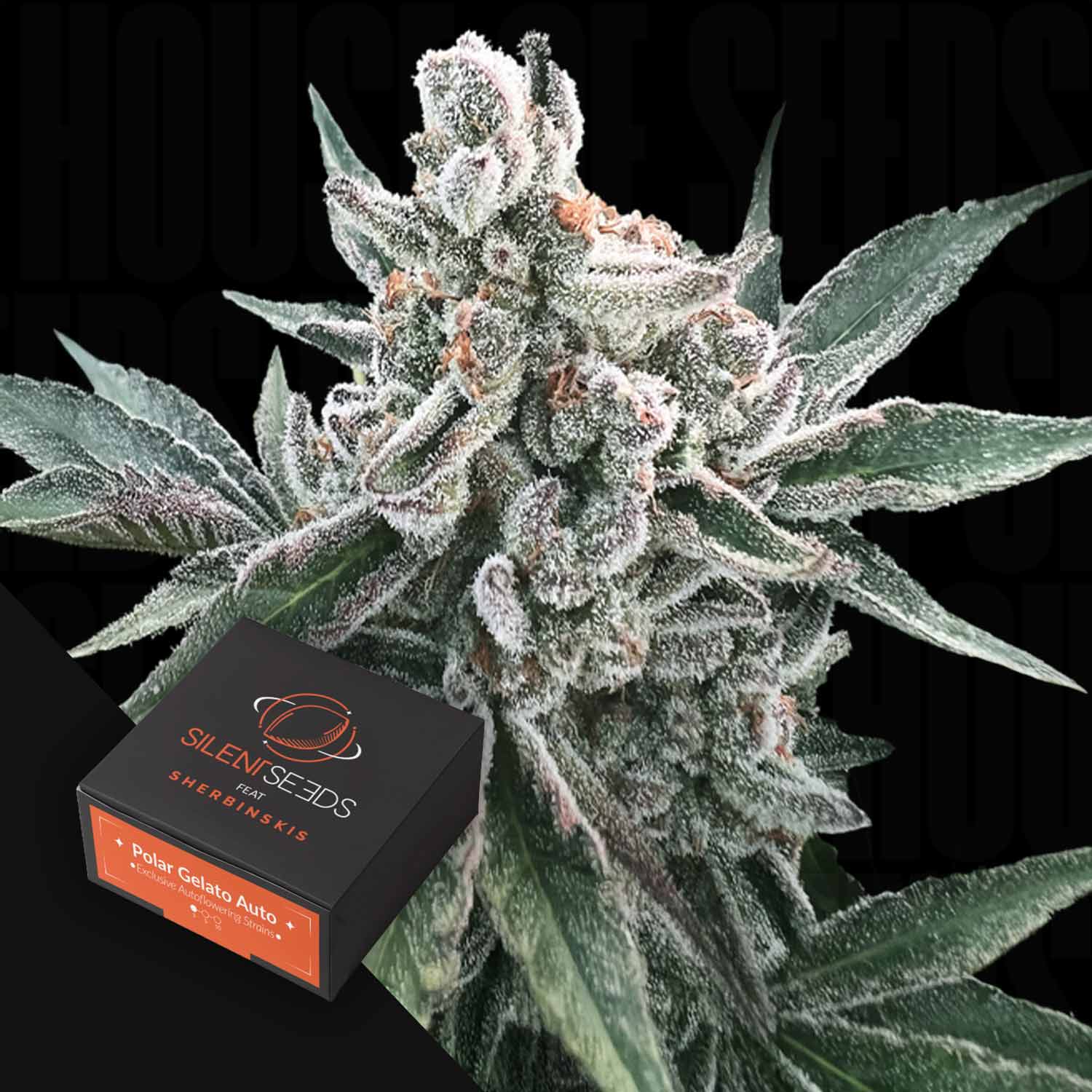 Frosty Polar Gelato AUTO Cannabisknospen mit einer Silent Seeds Samenbox in der Ecke.