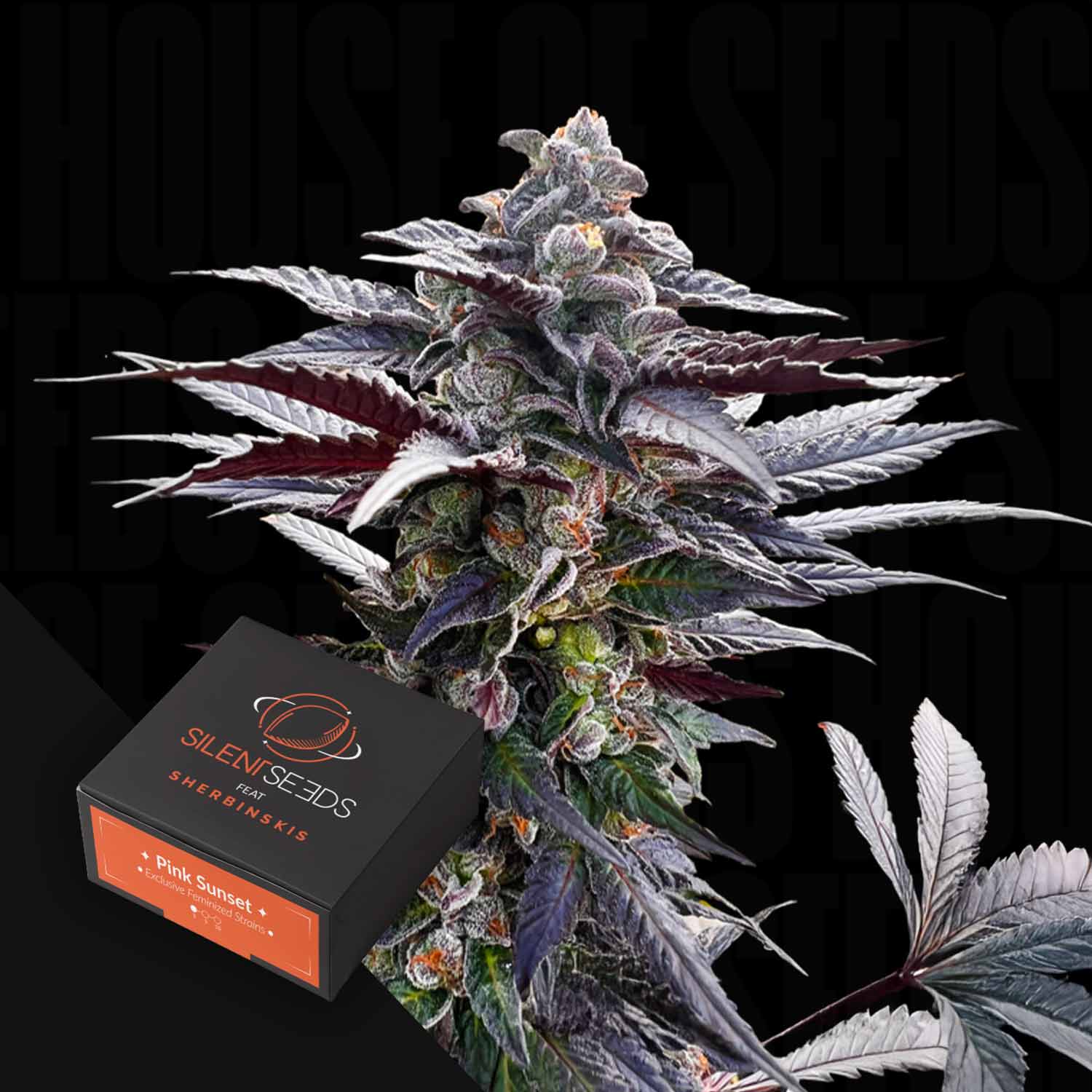 Nahaufnahme einer leuchtenden Pink Sunset AUTO Cannabispflanze neben einer schwarzen Silent Seeds-Box.