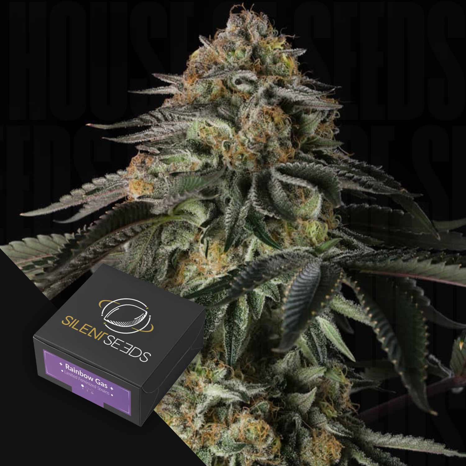 Nahaufnahme einer Cannabispflanze mit einer Silent Seeds Rainbow Gas Box in der Ecke.
