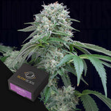 Starfire OG