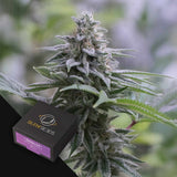 Zkittlez 2.0