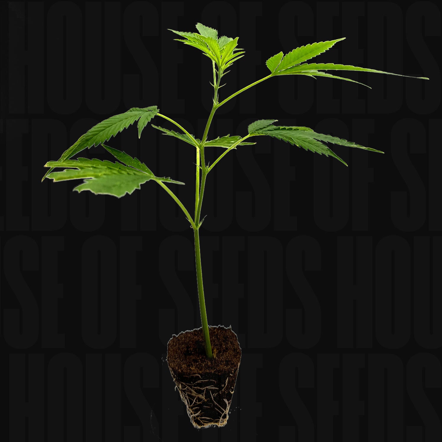 Critical+ 2.0 - Steckling von Holy Hemp: junge Cannabispflanze mit freigelegten Wurzeln auf schwarzem Hintergrund.