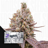 Purple OG Punch