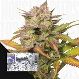 Auto Sweet Bourbon Kush