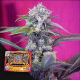 Cream Mandarine XL Auto