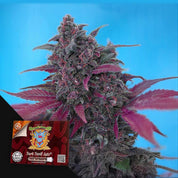 Cannabis Pflanze mit dunkelvioletten und roten Blättern vor blauem Hintergrund, in der Ecke Sweet Seeds Dark Devil Auto Paket