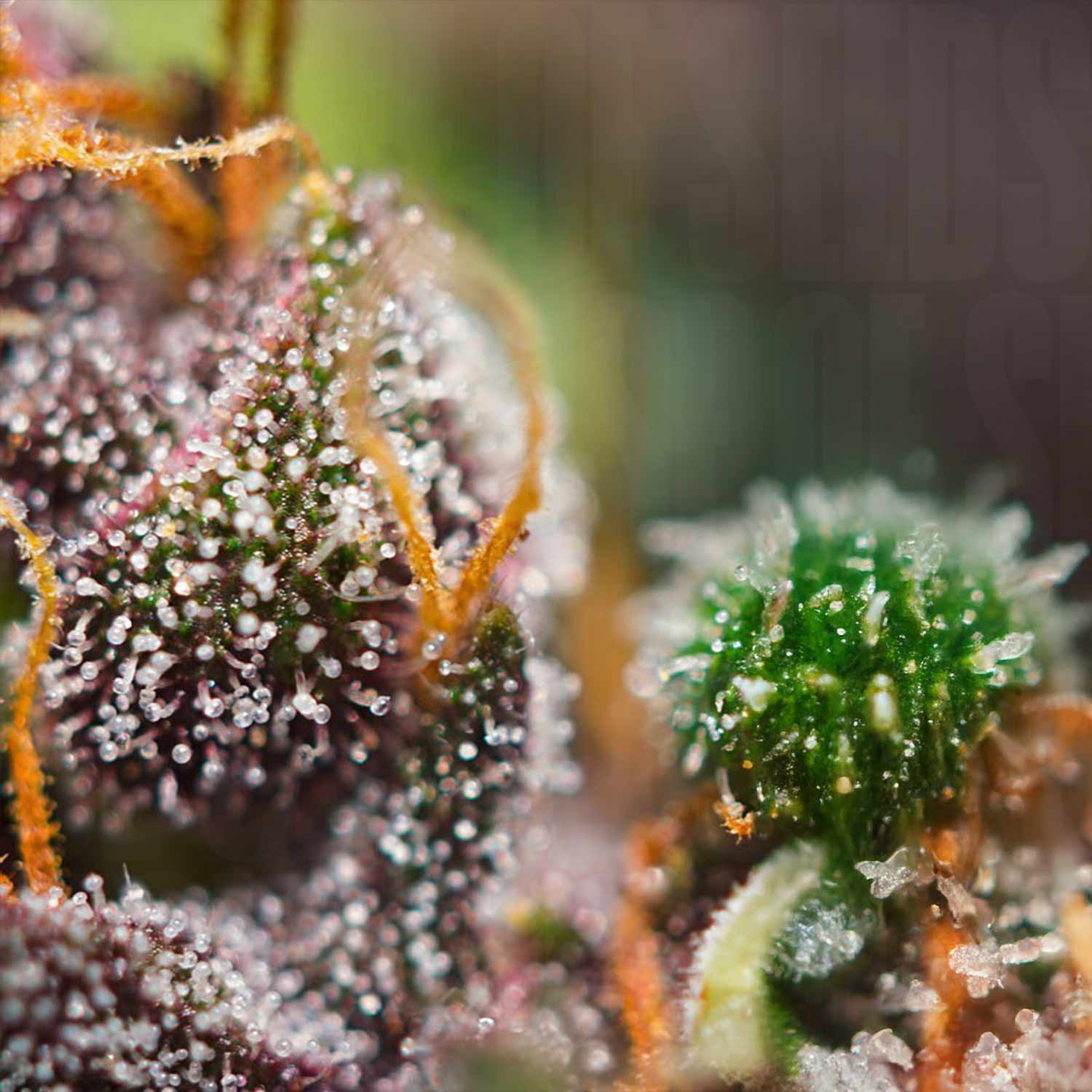 Nahaufnahme einer Dark Devil Auto Knospe von Sweet Seeds mit weißen Trichomen und orangen Haaren