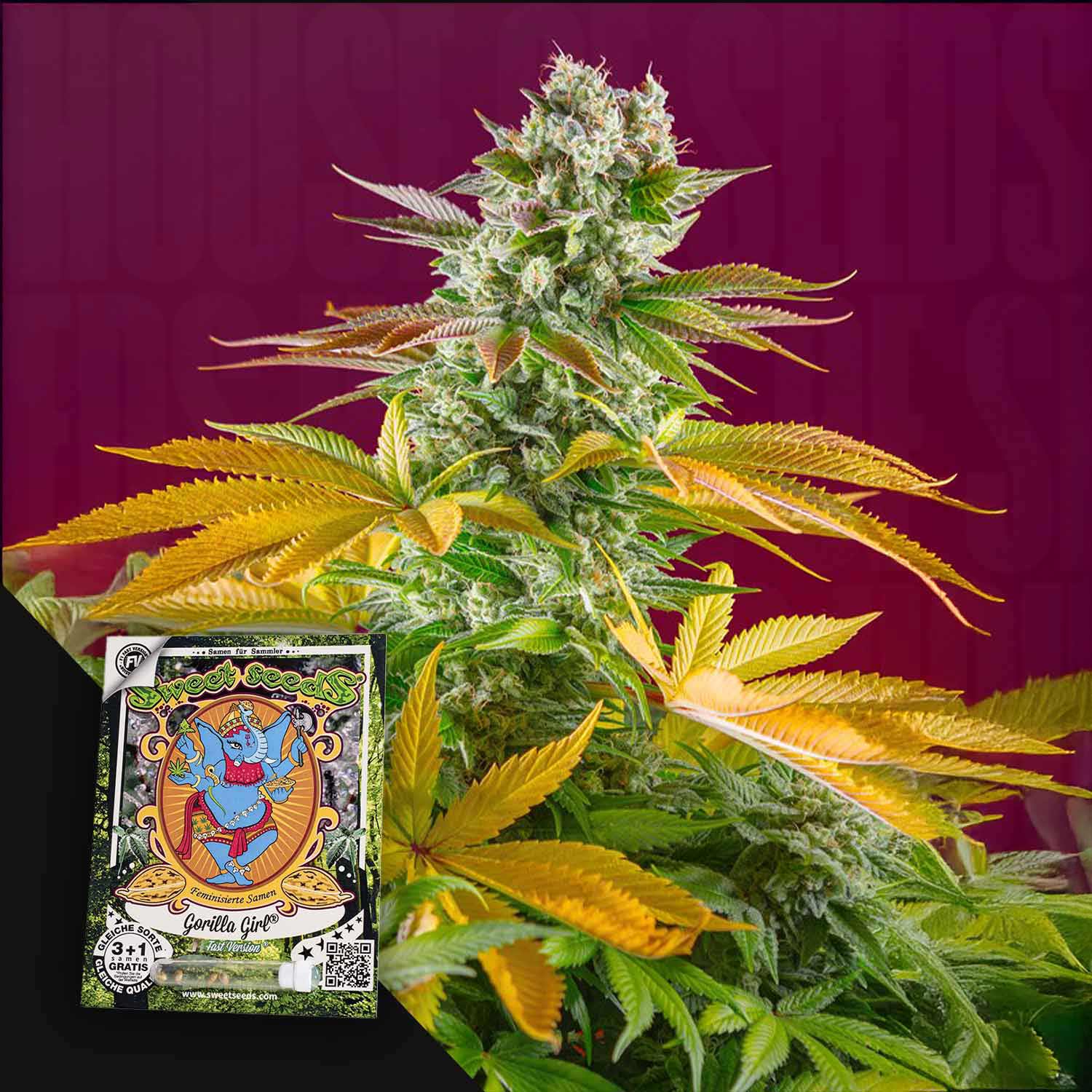 Gorilla Girl F1 FAST Pflanze von Sweet Seeds mit grün-gelben Blättern, bunte Samenpackung mit Figur unten links