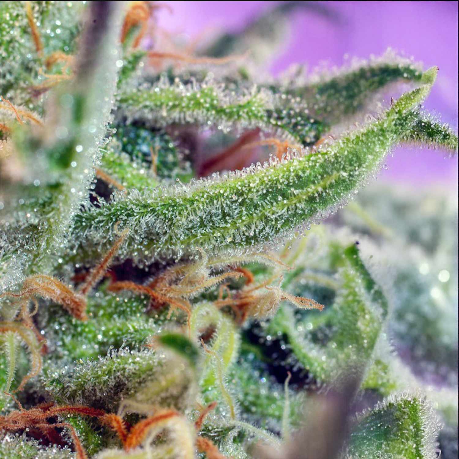 Jack 47 Cannabispflanze von Sweet Seeds mit Trichomen und feinen Härchen vor zartviolettem Hintergrund