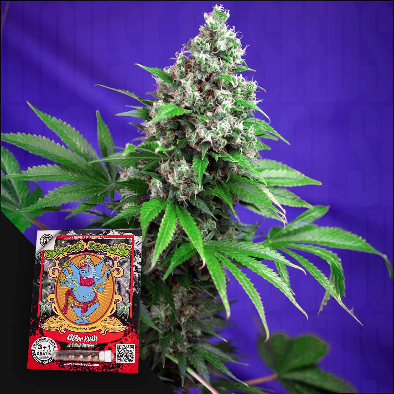 SWS-KKF-3